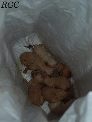 Gente vil y maldita. URGENTE CASA DE ACOGIDA O ADOPCIÓN, SON MUY PEQUEÑITOS.!!!