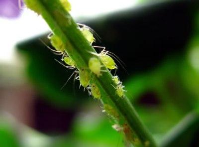 Los Parásitos en Jardineria - los hongos