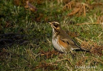 Migrar o quedarse quieto, esa es la cuestión