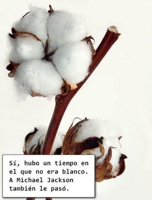 Algodón blanquito Sally Fox y el algodón para personas de colores