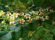 Incienso alivia gripe,bronquitis asma