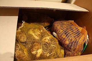 Ya han venido_Ya están aquí: Mercado de Bulbos II