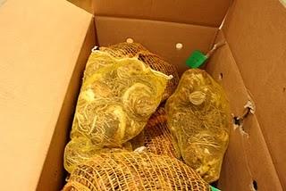 Ya han venido_Ya están aquí: Mercado de Bulbos II