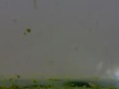 espíritu, añade café