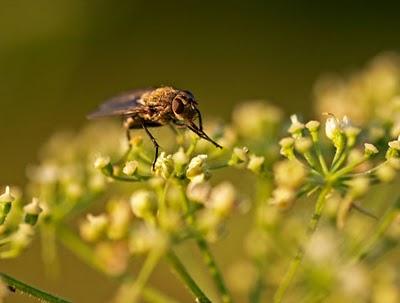 Insectos - fundamentales para las plantas