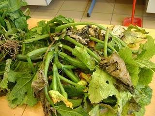 Los residuos hortofrutícolas de Almería darían energía a 120.000 hogares