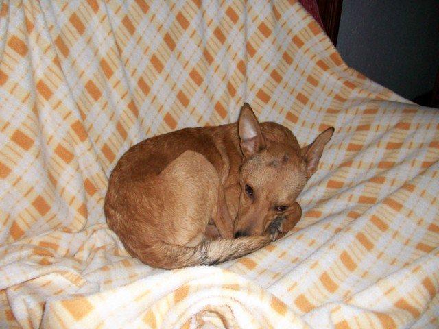 Murphy, lo intentaron matar a palos :(