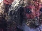 SUR, rescatado Cuencanimal, imagen vale palabras