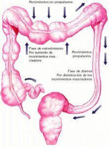 Forma insana de un intestino enfermo por colon irritable.
