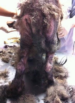 Sur, de Cuencanimal,pena y alegria ....pobre animal...!!!