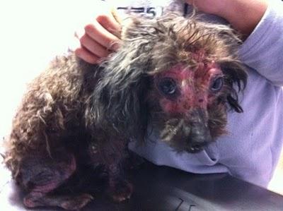 Sur, de Cuencanimal,pena y alegria ....pobre animal...!!!