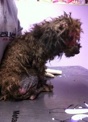 Sur, de Cuencanimal,pena y alegria ....pobre animal...!!!