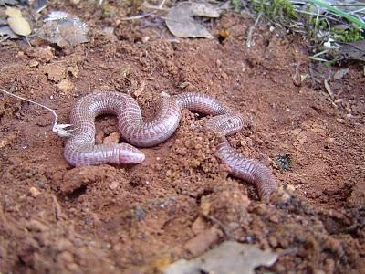 Madre de las Hormigas