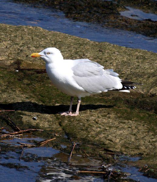 GAVIOTA ARGÉNTEA-LARUS ARGENTATUS-HERRING GULL