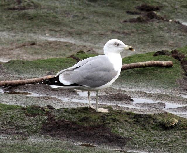 GAVIOTA ARGÉNTEA-LARUS ARGENTATUS-HERRING GULL