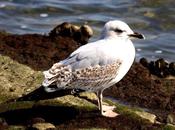 Gaviota argéntea-larus argentatus-herring gull