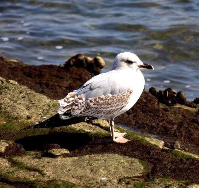 GAVIOTA ARGÉNTEA-LARUS ARGENTATUS-HERRING GULL