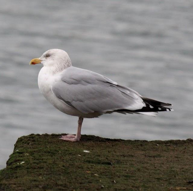 GAVIOTA ARGÉNTEA-LARUS ARGENTATUS-HERRING GULL