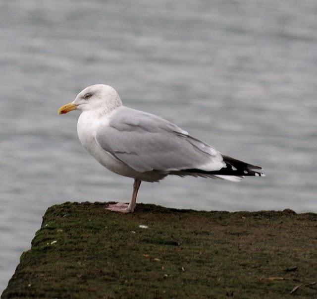 GAVIOTA ARGÉNTEA-LARUS ARGENTATUS-HERRING GULL