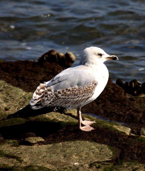 GAVIOTA ARGÉNTEA-LARUS ARGENTATUS-HERRING GULL