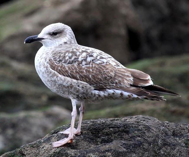 GAVIOTA ARGÉNTEA-LARUS ARGENTATUS-HERRING GULL