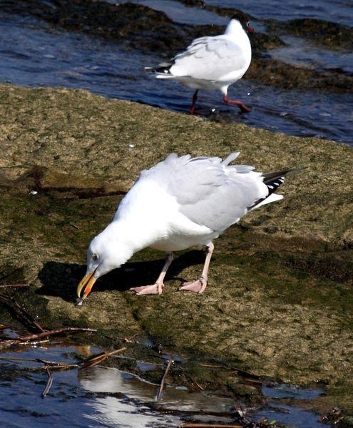 GAVIOTA ARGÉNTEA-LARUS ARGENTATUS-HERRING GULL