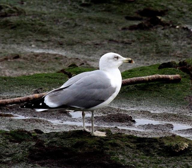 GAVIOTA ARGÉNTEA-LARUS ARGENTATUS-HERRING GULL