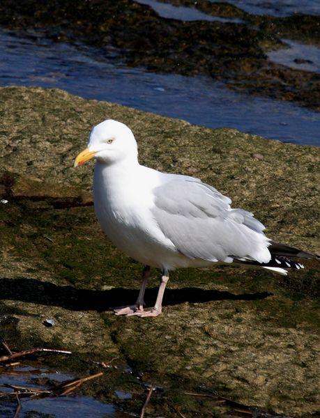 GAVIOTA ARGÉNTEA-LARUS ARGENTATUS-HERRING GULL