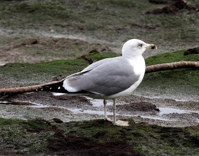 GAVIOTA ARGÉNTEA-LARUS ARGENTATUS-HERRING GULL