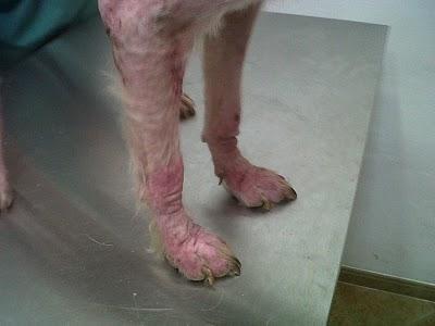 Berta, bretona preciosa 1 año abandonada en muy malas condiciones, sus patitas hinchadas.