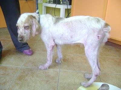 Berta, bretona preciosa 1 año abandonada en muy malas condiciones, sus patitas hinchadas.