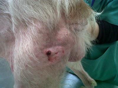 Berta, bretona preciosa 1 año abandonada en muy malas condiciones, sus patitas hinchadas.