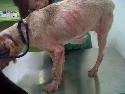 Berta, bretona preciosa 1 año abandonada en muy malas condiciones, sus patitas hinchadas.