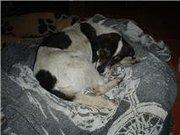 JIMENA PERRITA ATROPELLADA EN LA NACIONAL DE VILLACARRILLO JAEN,COMO SIEMPRE ES CALLEJERA.