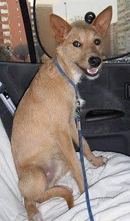 Dario de mala en peor AYUDA