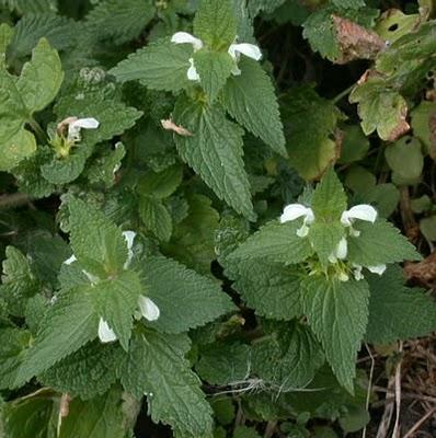 Lamió blanco - Lamium álbumj