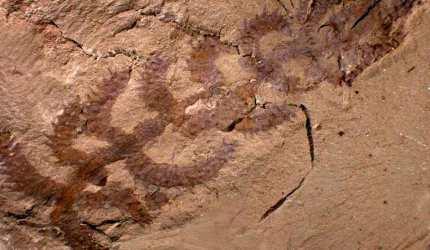 Encontrado el eslabón perdido entre los gusanos y los artrópodos. Un cactus andante