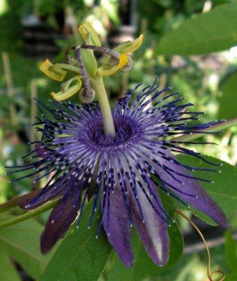 http://www.blumen-passiflora.de/randshop/images/dbimages/artikel_0000520_b_1.jpg