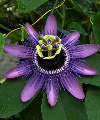 http://www.blumen-passiflora.de/randshop/images/dbimages/artikel_0000492_b_1.jpg