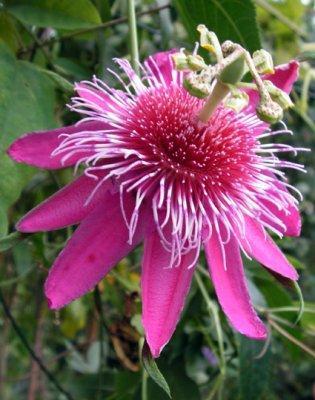 http://www.blumen-passiflora.de/randshop/images/dbimages/artikel_0000491_b_1.jpg
