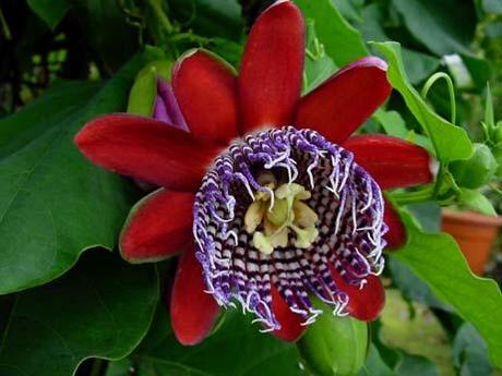http://www.plantsofperfection.com/PICTURES/Passiflora_Alata_thumb.JPG