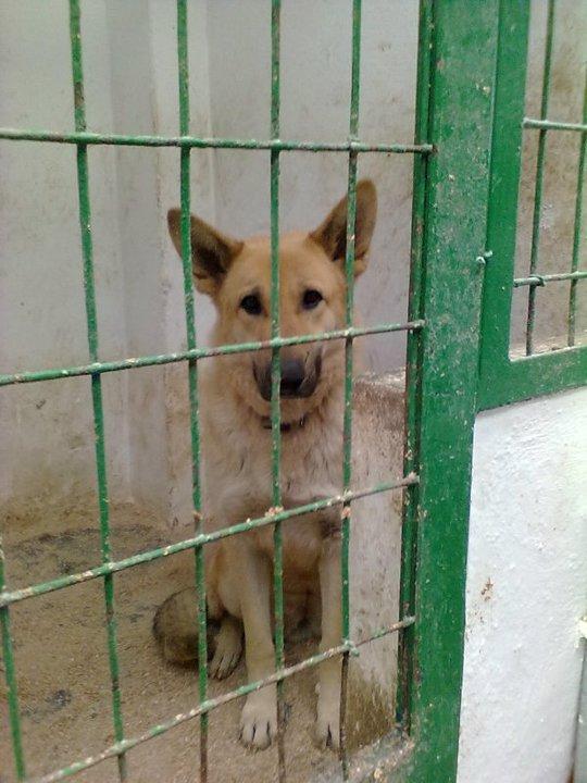 Alaska (pastor aleman)‏ en la perrera de Hellin, LA SACRIFICAN YA....