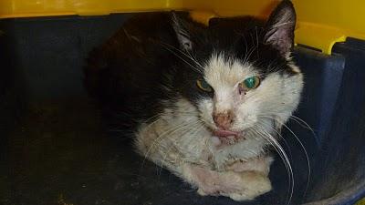 AYUDA PARA MIKA POR FAVOR. URGENTE CASA DE ACOGIDA!!!