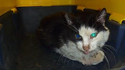 AYUDA PARA MIKA POR FAVOR. URGENTE CASA DE ACOGIDA!!!