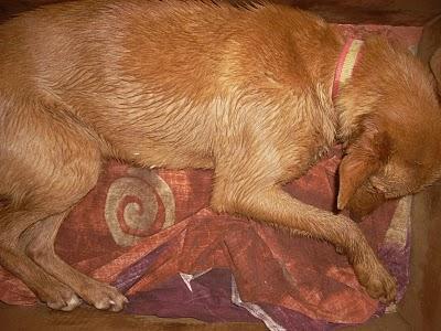 HERMES, ENVENENADO EN UN DESCAMPADO Y NADIE LE HACÍA CASO. ALCAUDETE (JAÉN)