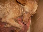 Hermes, envenenado descampado nadie hacía caso. alcaudete (jaén)