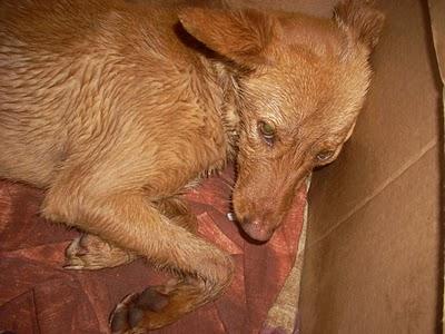 HERMES, ENVENENADO EN UN DESCAMPADO Y NADIE LE HACÍA CASO. ALCAUDETE (JAÉN)