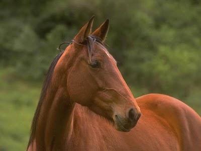 A CORRER FANATICOS...