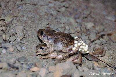 Sapos parteros mas acá de Orión