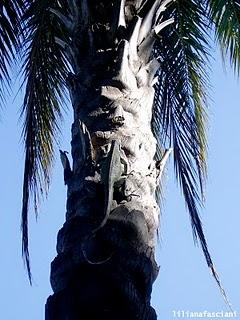 Criaturas maravillosas